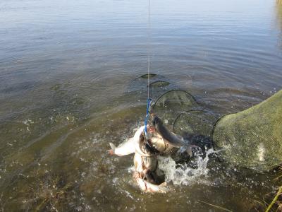 Прикрепленное изображение: IMG_0423.JPG